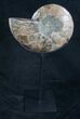 Ammonite Fossil On Custom Metal Stand - Art #8642-3